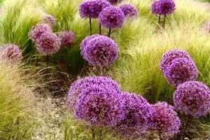 小学语文课本经典文章~（小学语文课本文章选读）